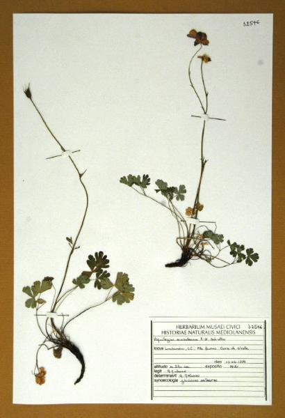 Aquilegia einseleana F.W.Schultz