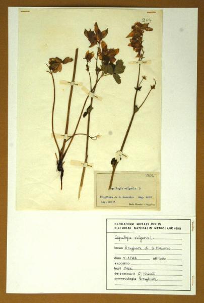 Aquilegia vulgaris L.