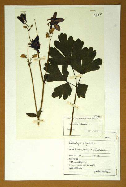 Aquilegia vulgaris L.