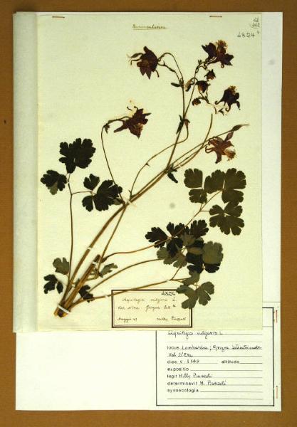 Aquilegia vulgaris L.