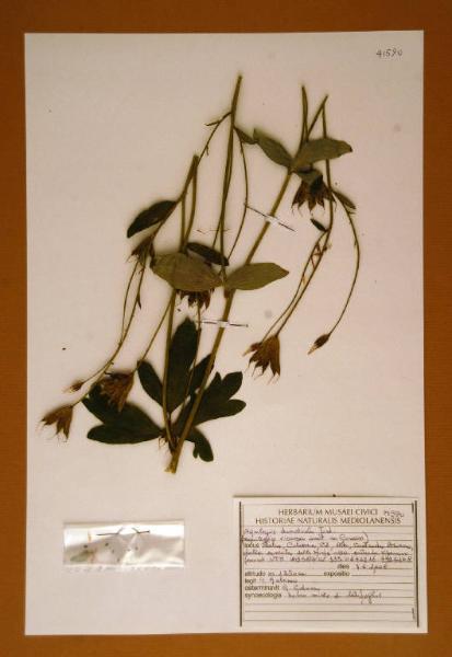 Aquilegia dumeticola Jord.
= Aquilegia viscosa auct., non Gouan)