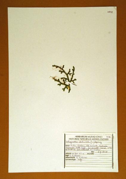 Selaginella denticulata (L.) Spring