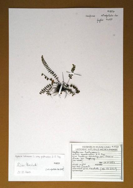 Asplenium ruta-muraria L. v. pseudo-germanicum Henfl.