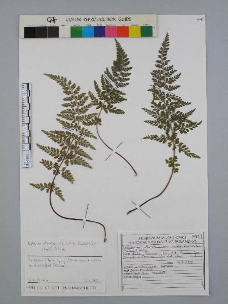 Asplenium obovatum Viv. subsp. lanceolatum (Fiori) P.Silva