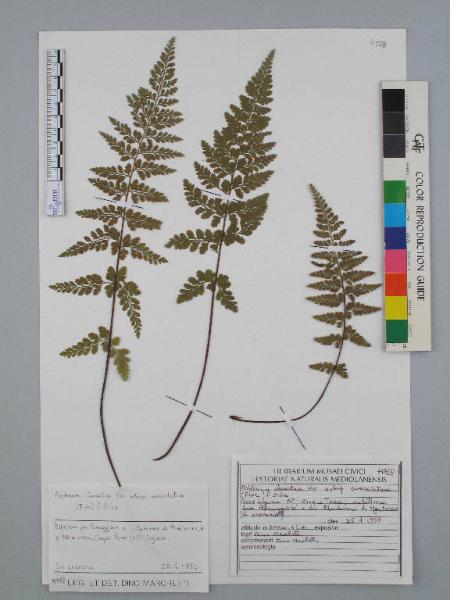 Asplenium obovatum Viv. subsp. lanceolatum (Fiori) P.Silva