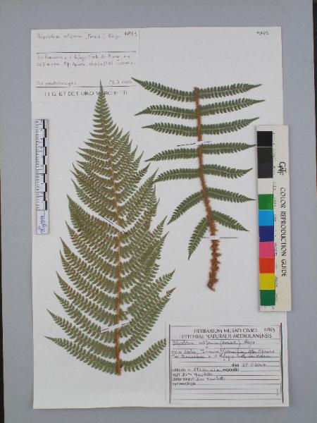 Polystichum setiferum (Forssk.) Woyn.