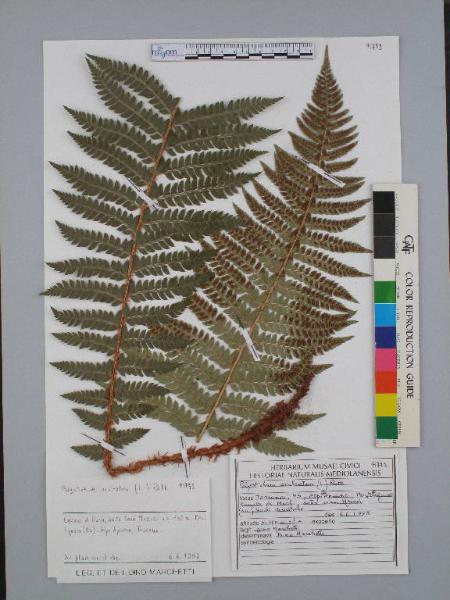 Polystichum aculeatum (L.) Roth