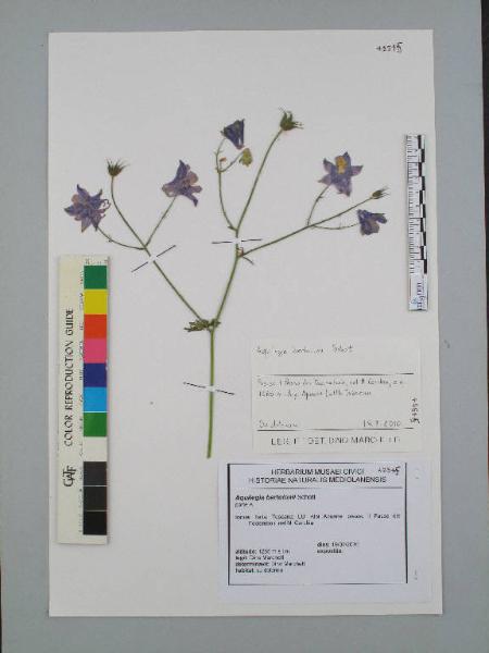 Aquilegia bertolonii Schott