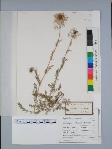 Nigella damascena L.