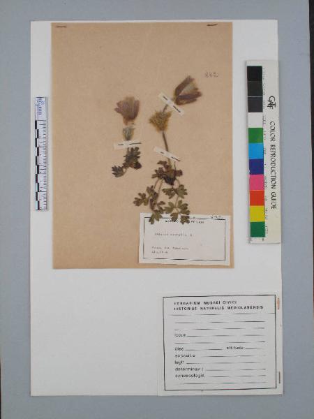 Anemone vernalis L.