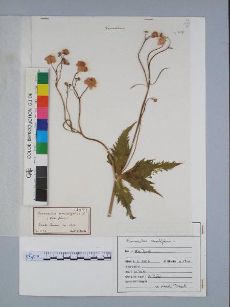 Ranunculus aconitifolius L.