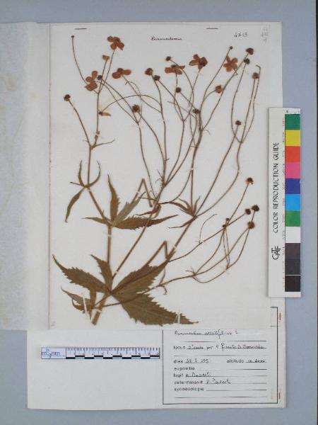 Ranunculus aconitifolius L.