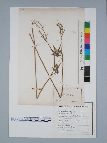 Ranunculus acris L. var. micranthus Rikli