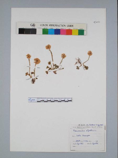 Ranunculus alpestris L.