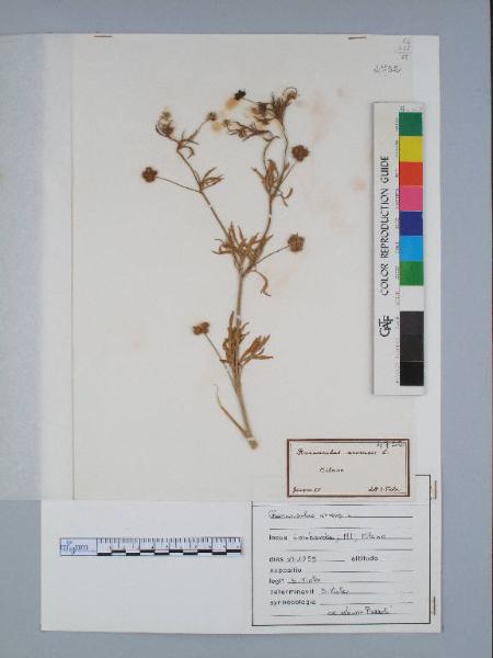 Ranunculus arvensis L.