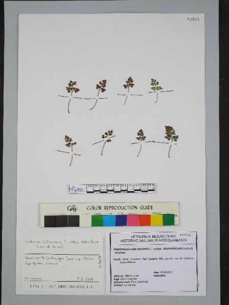 Asplenium ruta-muraria L. subsp. dolomiticum Lovis & Reichst.