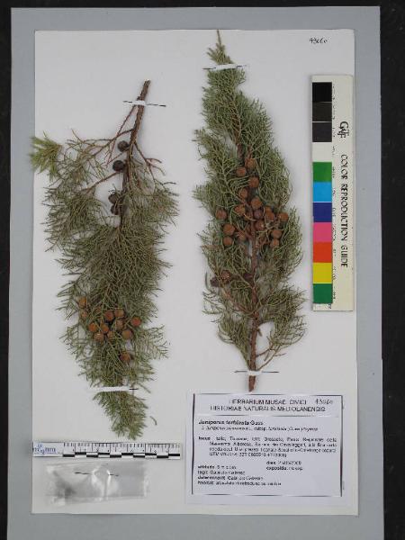 Juniperus turbinata Guss.
= Juniperus phoenicea L. subsp. turbinata (Guss.) Nyman