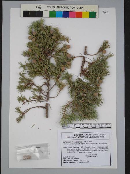 Juniperus macroparpa Sibth. & Sm.
=Juniperus oxycedrus L. subsp. macrocarpa (Sibth.e Sm.) Ball