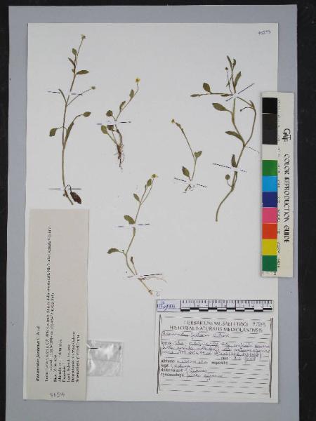 Ranunculus fontanus C.Presl