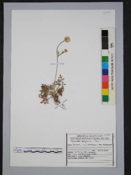 Ranunculus garganicus Ten.