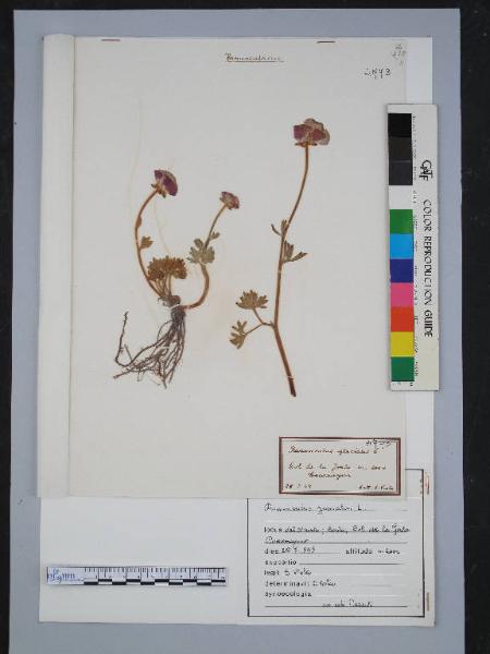Ranunculus glacialis L.