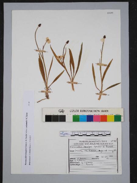 Ranunculus kuepferi Greuter et Burdet