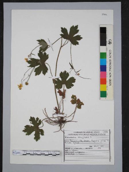 Ranunculus lanuginiosus L.