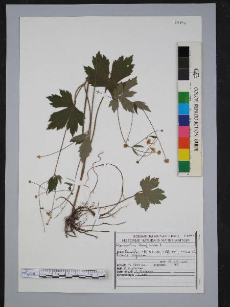 Ranunculus lanuginiosus L.