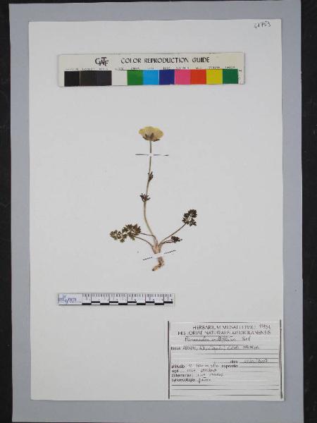 Ranunculus millefoliatus Vahl