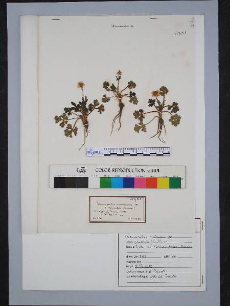 Ranunculus montanus W. var.gracilis (Schleich.)