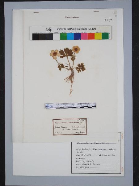 Ranunculus montanus W.