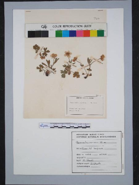 Ranunculus montanus W. s.s.