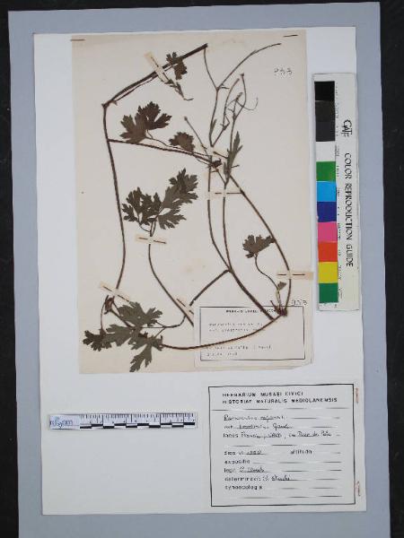 Ranunculus repens L. var.prostratus Gaud.