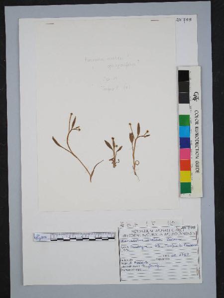 Ranunculus revelierei Boreau