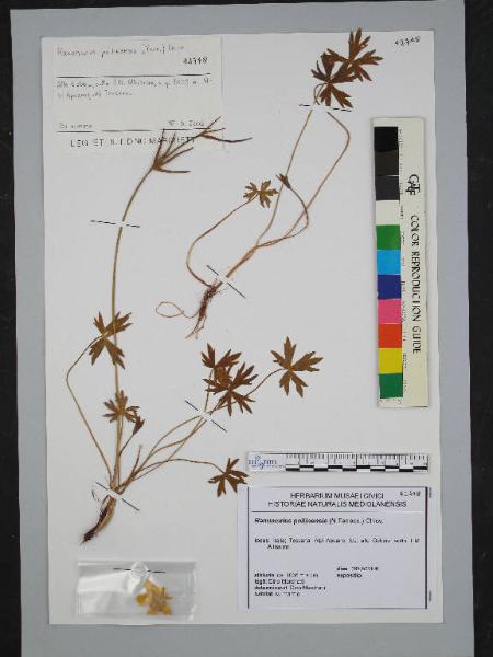Ranunculus pollinensis (N.Terracc.) Chiov.