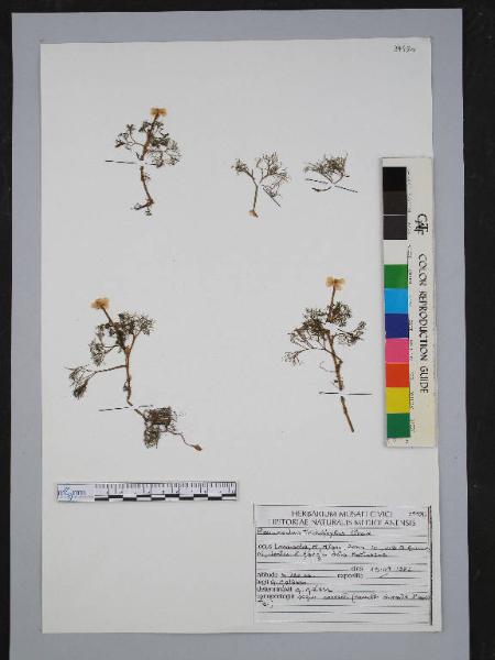Ranunculus trichophyllus Chaix