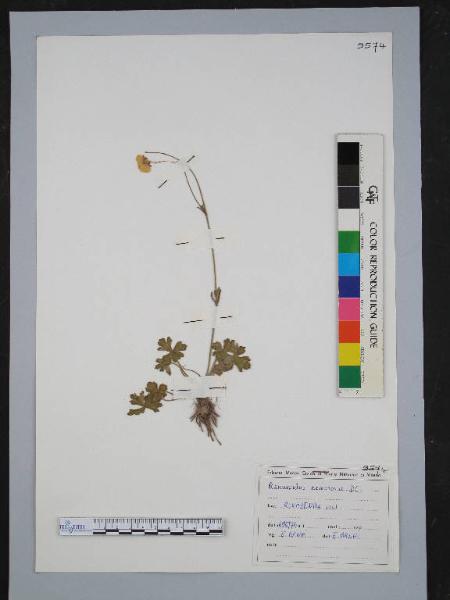 Ranunculus nemorosus DC.