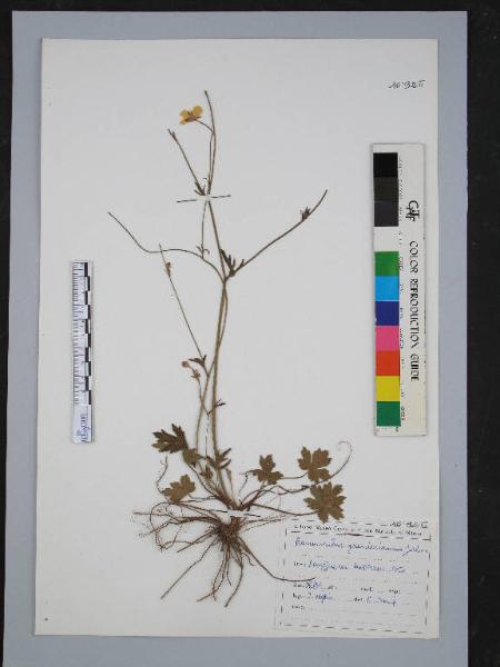 Ranunculus grenierianus Jordan