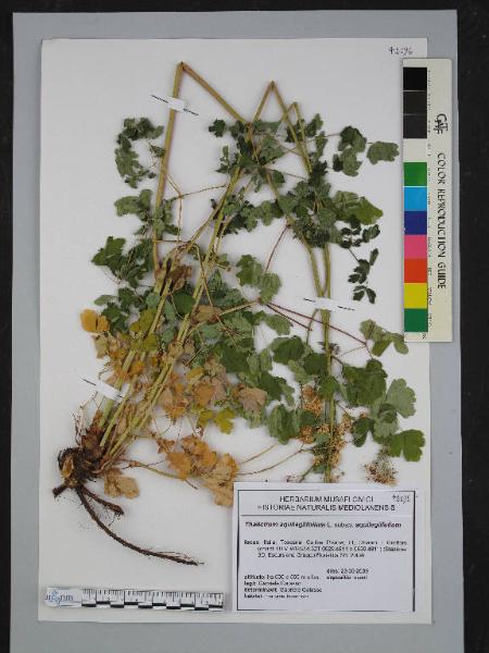 Thalictrum aquilegiifolium L. subsp.aquilegiifolium