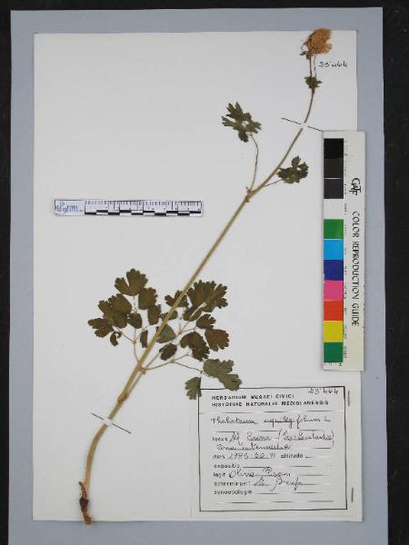 Thalictrum aquilegifolium L.