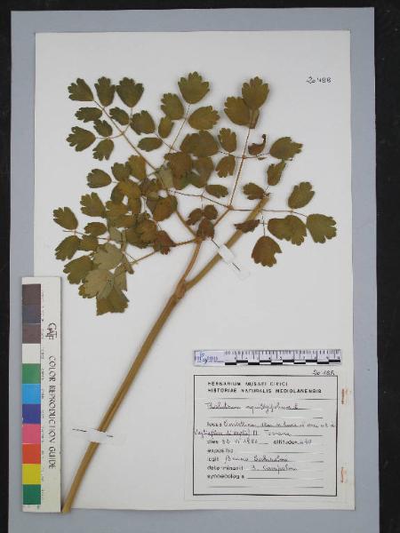 Thalictrum aquilegifolium L.