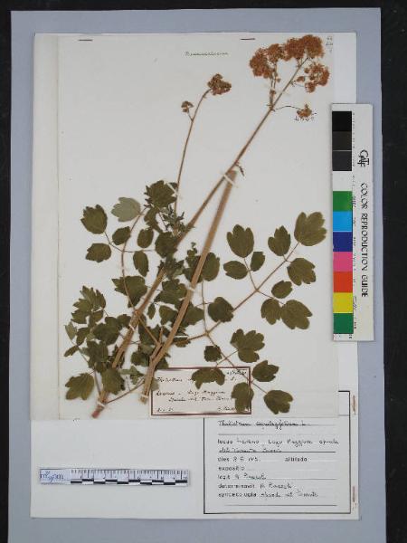 Thalictrum aquilegifolium L.