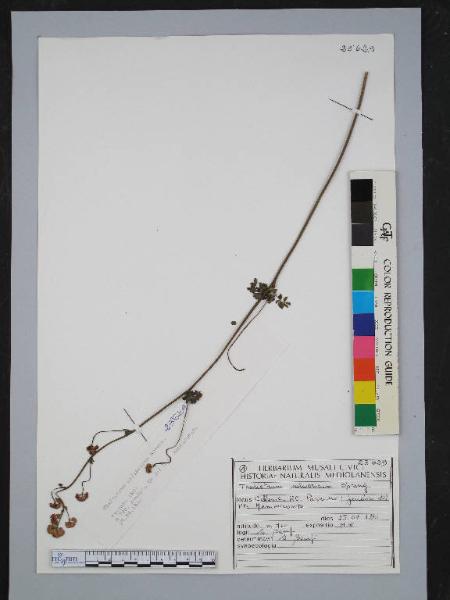 Thalictrum calabricum Spreng.