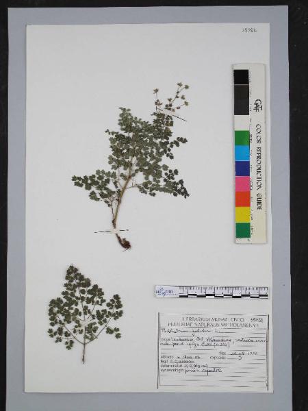 Thalictrum foetidum L.