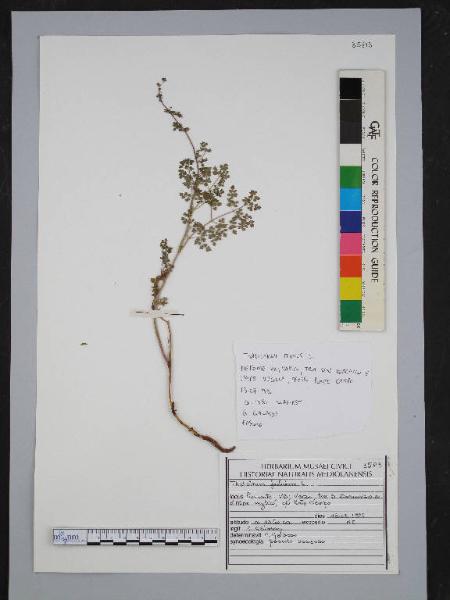 Thalictrum foetidum L.