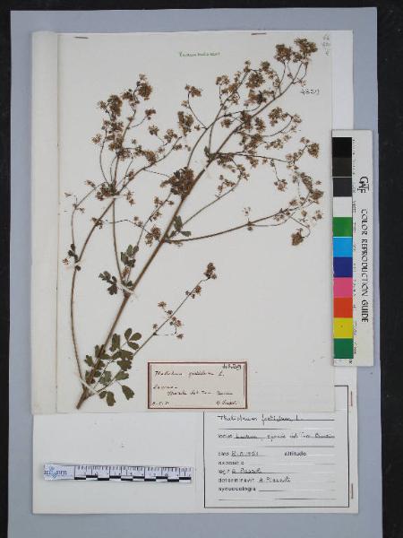 Thalictrum foetidum L.