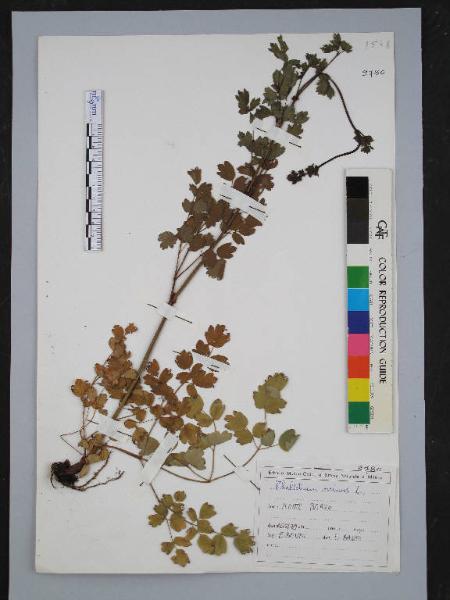 Thalictrum minus L.