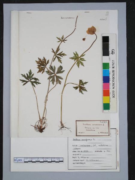 Trollius europaeus L.