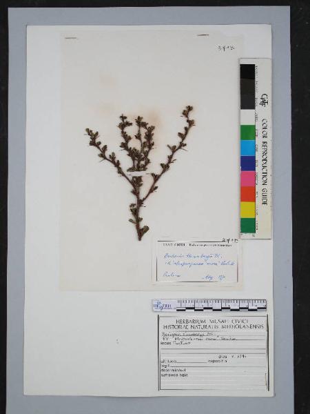 Berberis thunbergii DC. cv. 'atropurpurea nana' Van Ech.