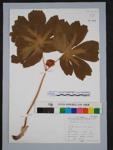 Podophyllum peltatum L.